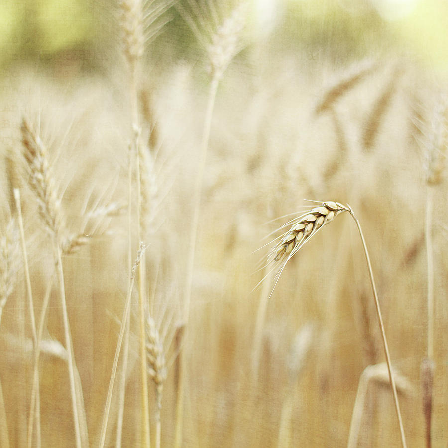 Wheat Photograph by Marisa Ramon Escolano Photography