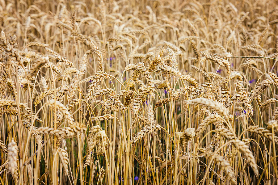 Wheat Photograph - Wheat by Pati Photography