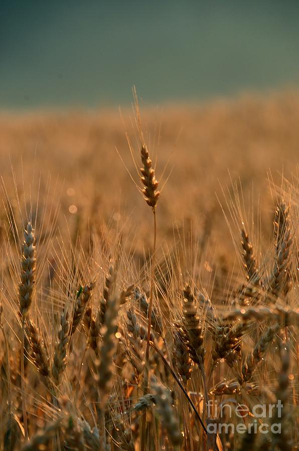 Wheat Photograph by Randy J Heath