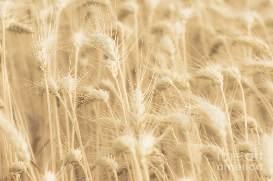 Wheat Softness Photograph by Imagery by Charly
