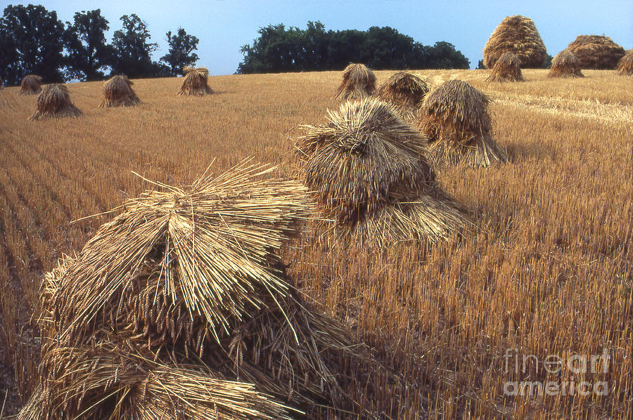 Wheat Stacks  Photograph by Garry McMichael