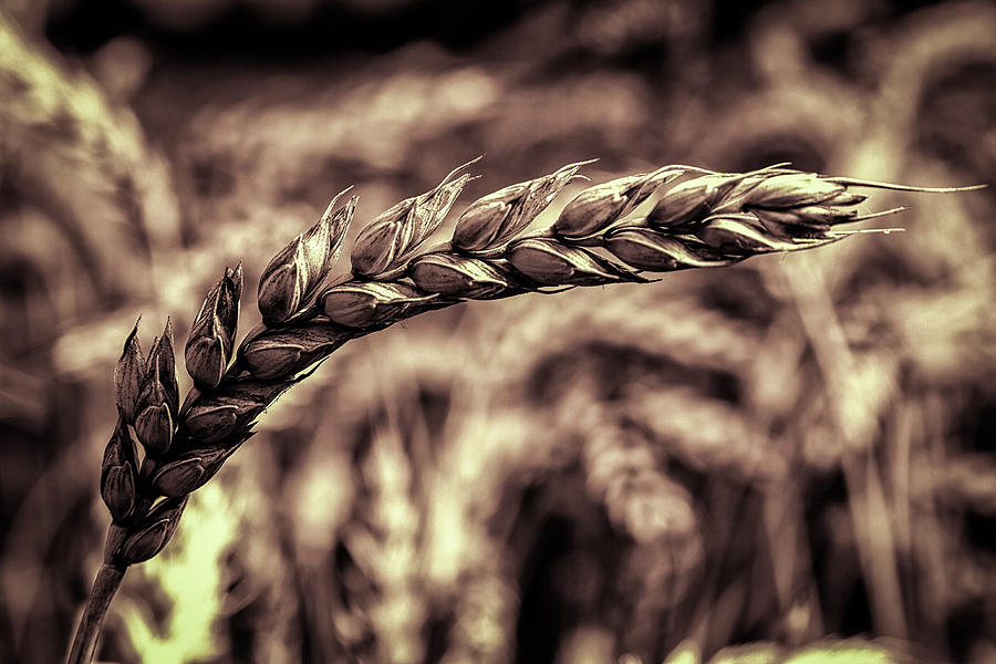 Wheat Stalk Photograph by Ron Pate