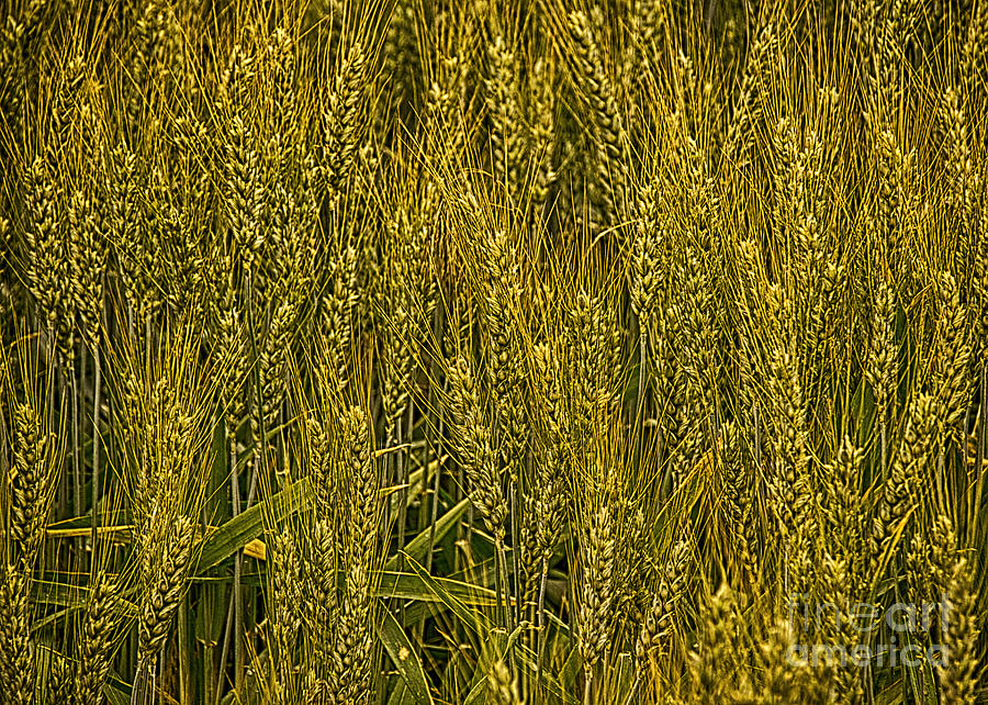 Wheat Stalks in the Palouse Photograph by Priscilla Burgers