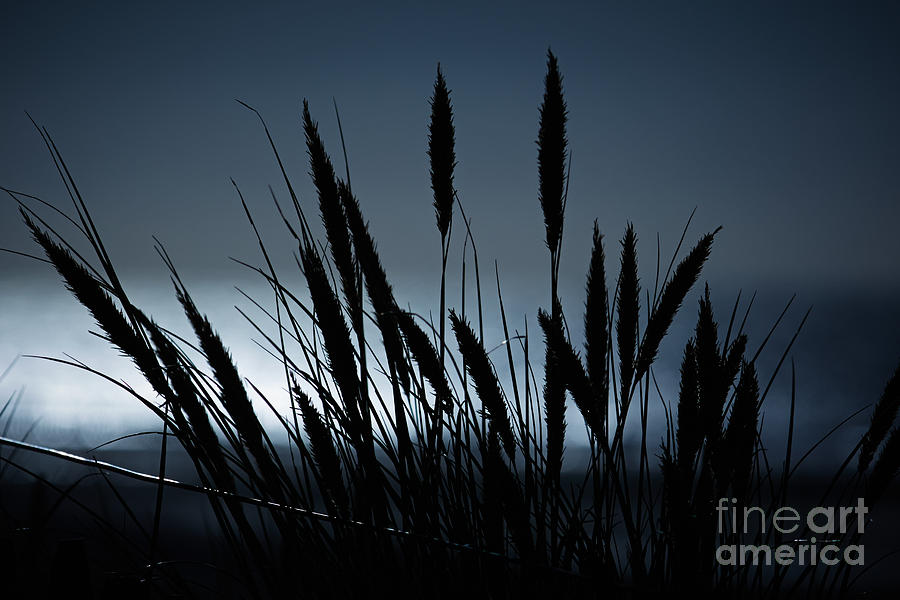 Wheat stalks on a dune at moonlight Photograph by Nick  Biemans