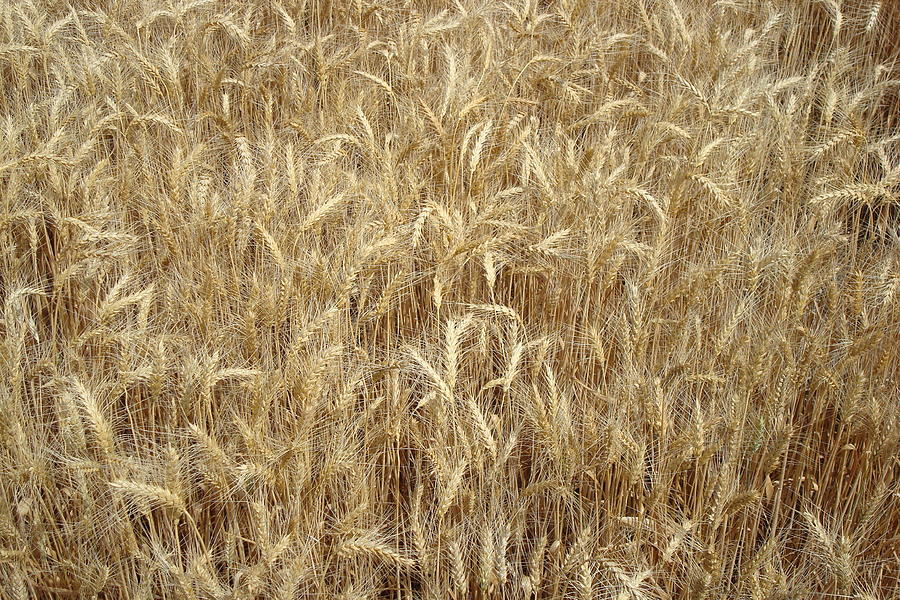 Wheat Photograph by Susan Woodward