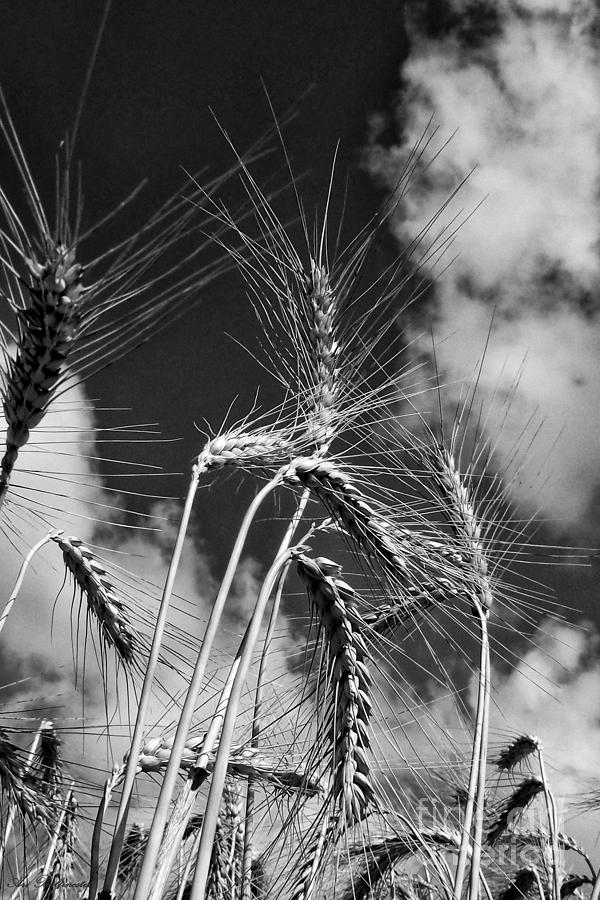 Wheat through the sky 02 Photograph by Arik Baltinester