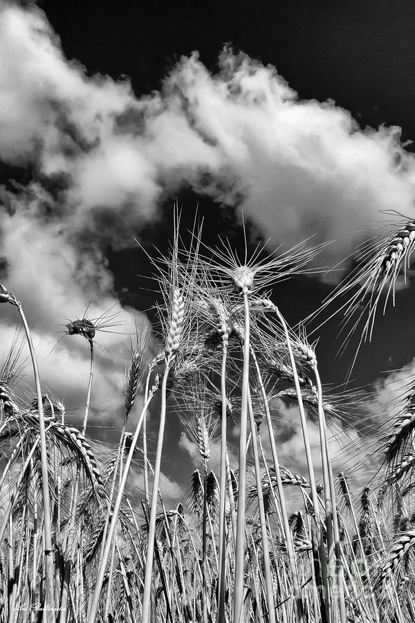Wheat through the sky Photograph by Arik Baltinester