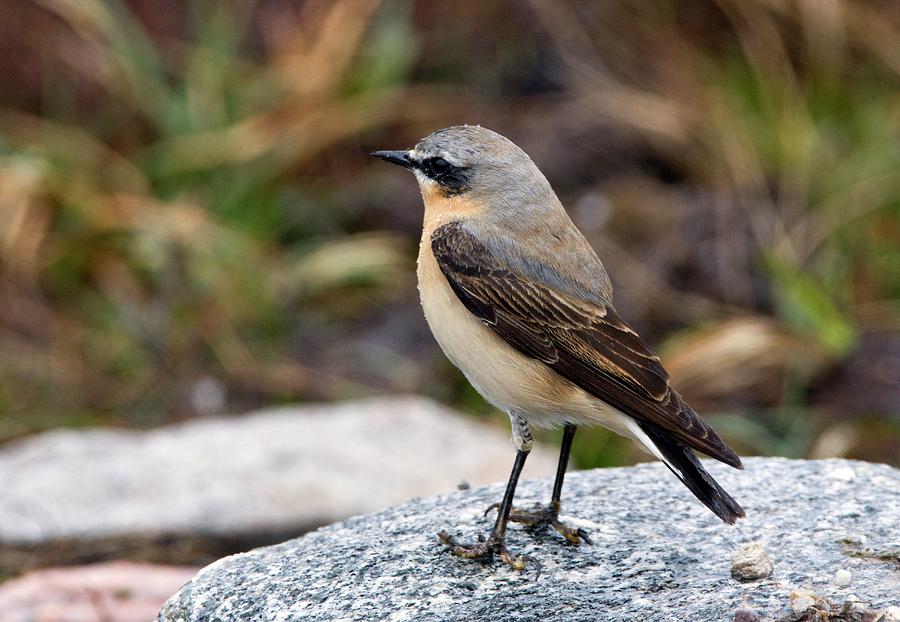 Spring Photograph - Wheatear by John Devries/science Photo Library