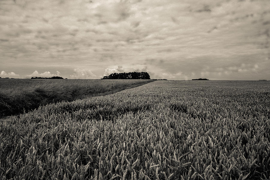 Wheatfields Photograph by Matthew Pace