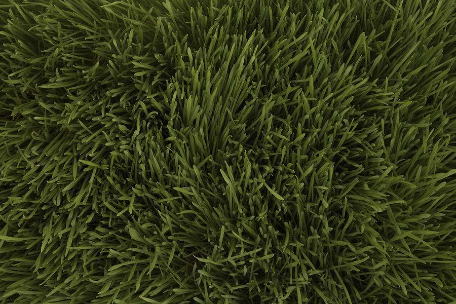 Wheatgrass, full frame Photograph by Thomas Northcut