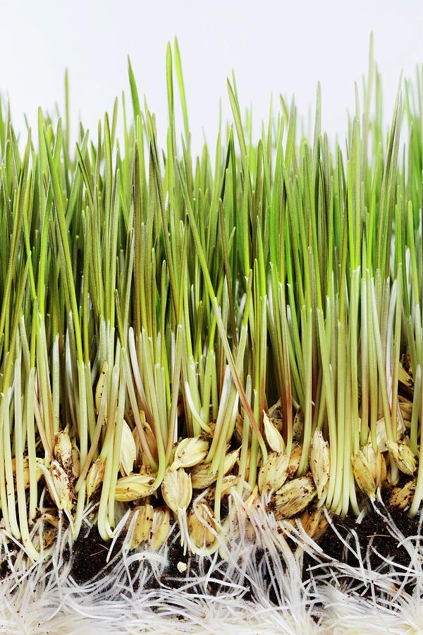 Wheatgrass Seedling Photograph by Science Photo Library Wheatgrass Seedling Photograph by Science Photo Library