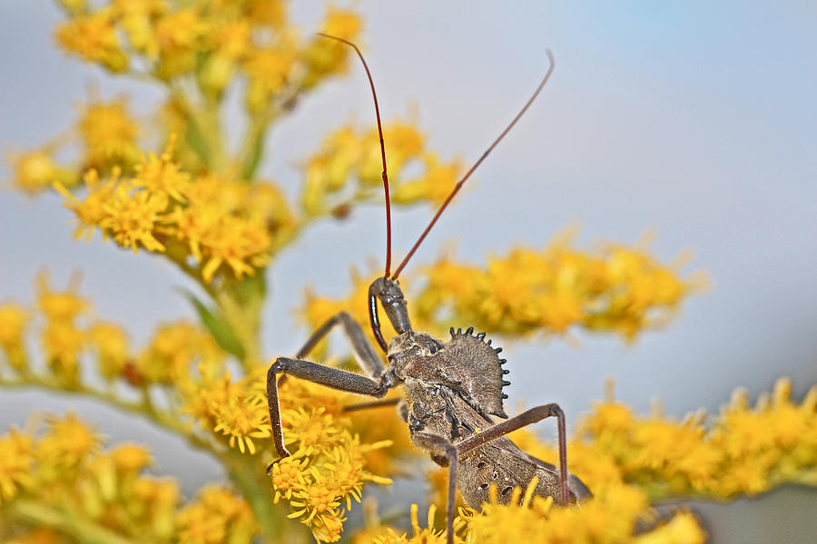 Wheel Bug - Reduviid - Arilus cristatus Photograph by Carol Senske