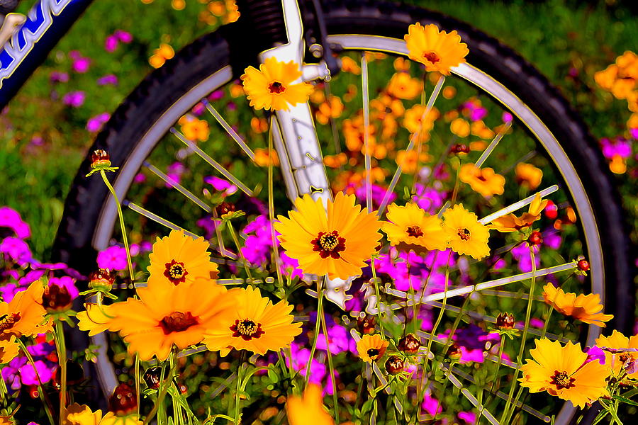 Wheel of Spring Photograph by John Stokes - Fine Art America