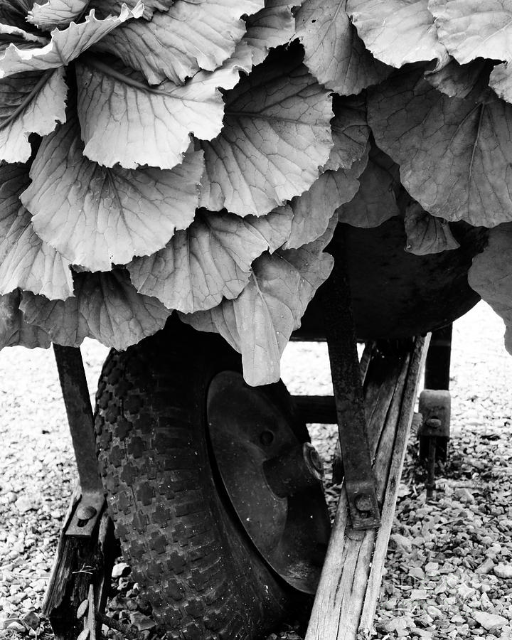 Wheelbarrow in Disrepair Photograph by Patricia Januszkiewicz