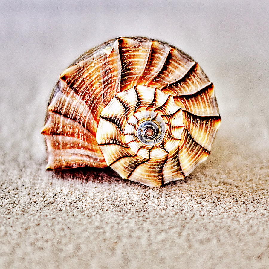 Whelk Photograph by Benjamin Yeager