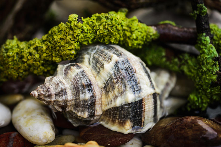 Whelk I Photograph by Marco Oliveira
