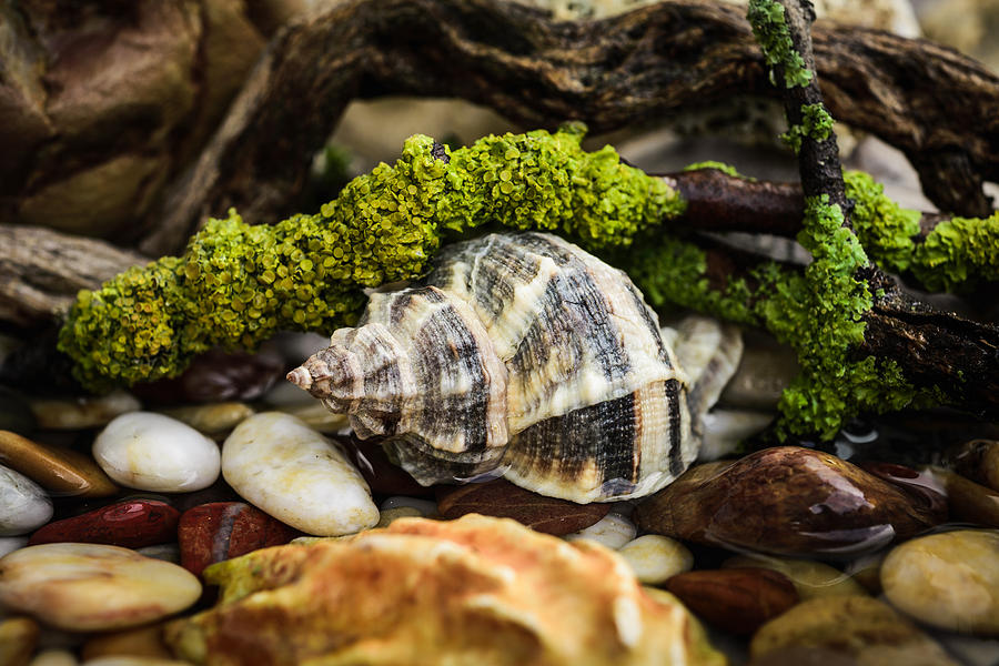 Whelk III Photograph by Marco Oliveira