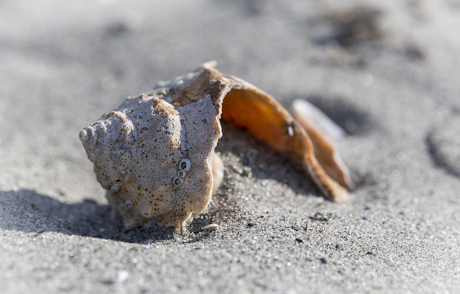 Whelk Shell in The Sand Photograph by Andrew Pacheco
