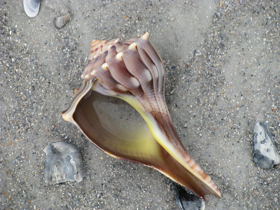 Whelk with Sand Photograph by Ellen Meakin