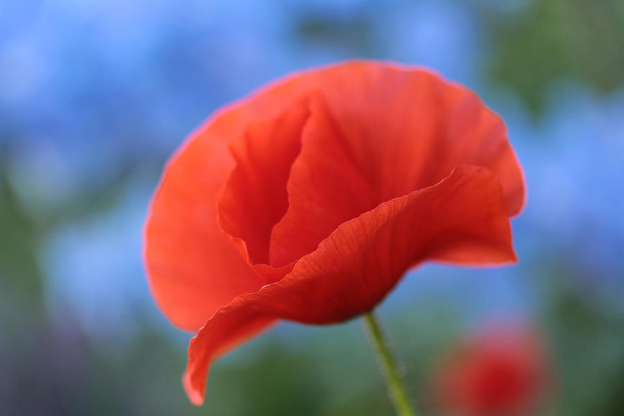 When A Poppy Dreams Photograph by Connie Handscomb