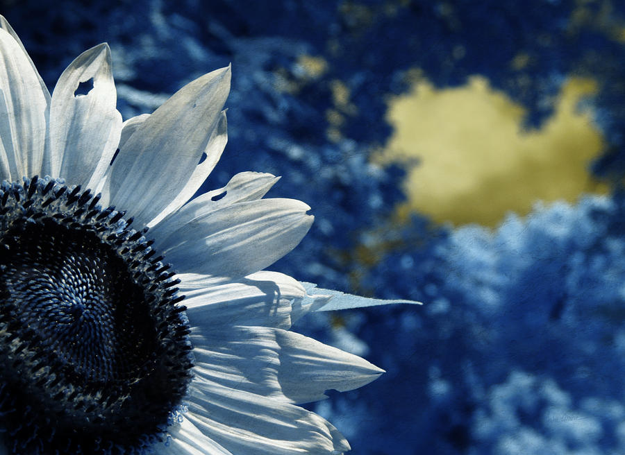 When a Sunflower Sleeps Photograph by Luke Moore