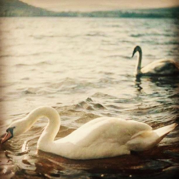 When A Swans Mate Dies They Die Of A Photograph by Linda Luna