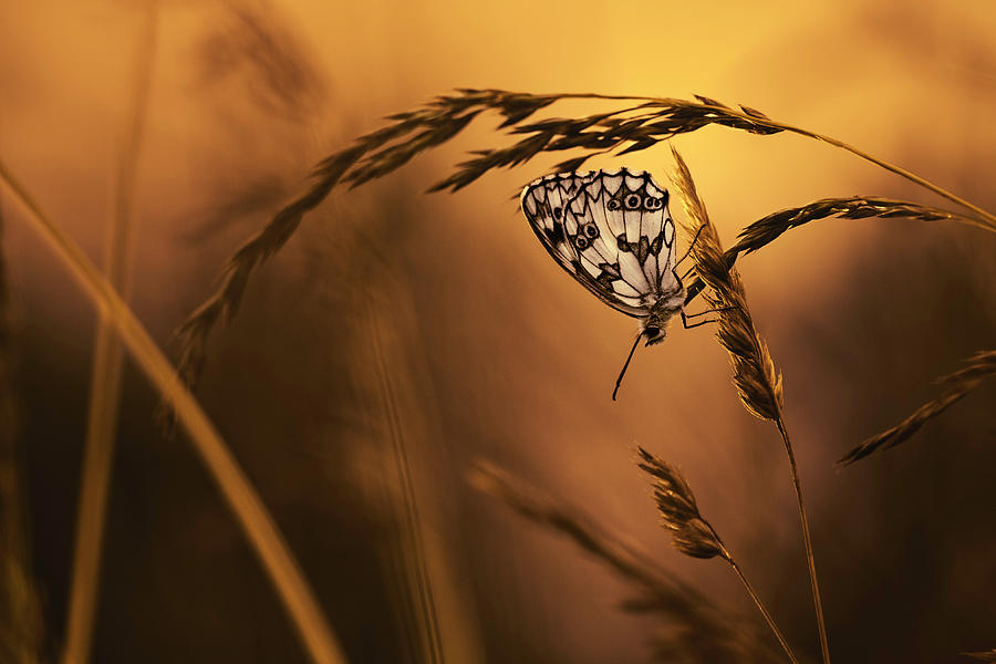 Butterfly Photograph - When All Dreams Come True by Fabien Bravin
