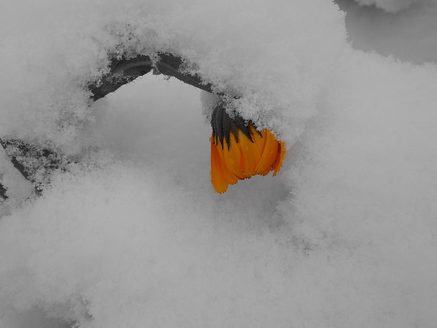 When Autumn Meets Winter Photograph by Diannah Lynch