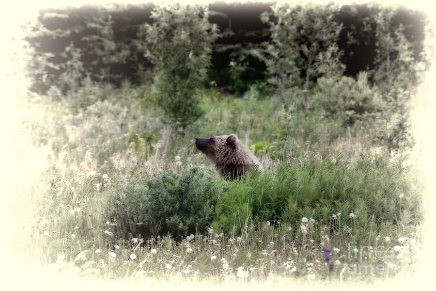 When Bears Dream Photograph by David Arment