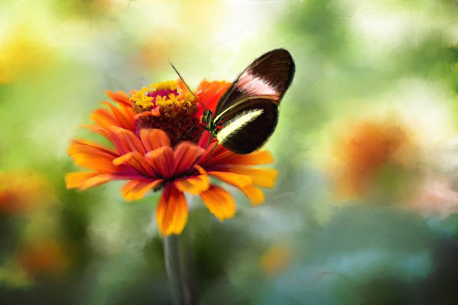 When Butterflies Dance Photograph by Mary Timman