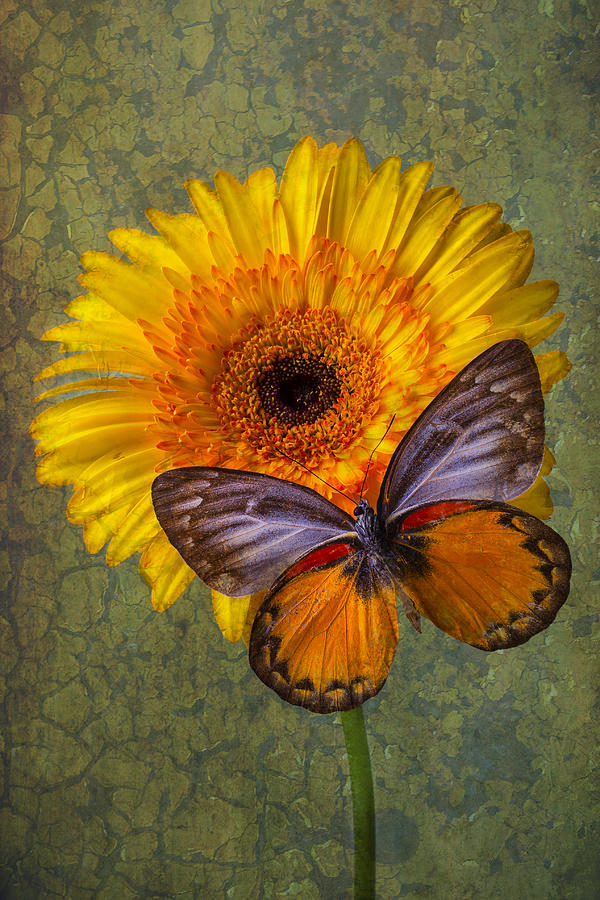When Butterflies Dream Photograph by Garry Gay