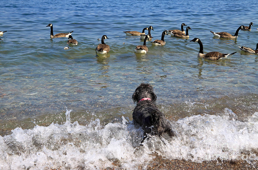 When dog meets geese Photograph by Charline Xia