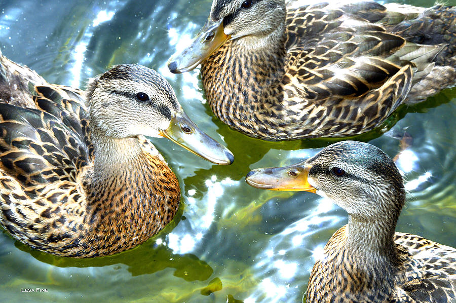 Duck Photograph - When Duck Bills Meet by Lesa Fine