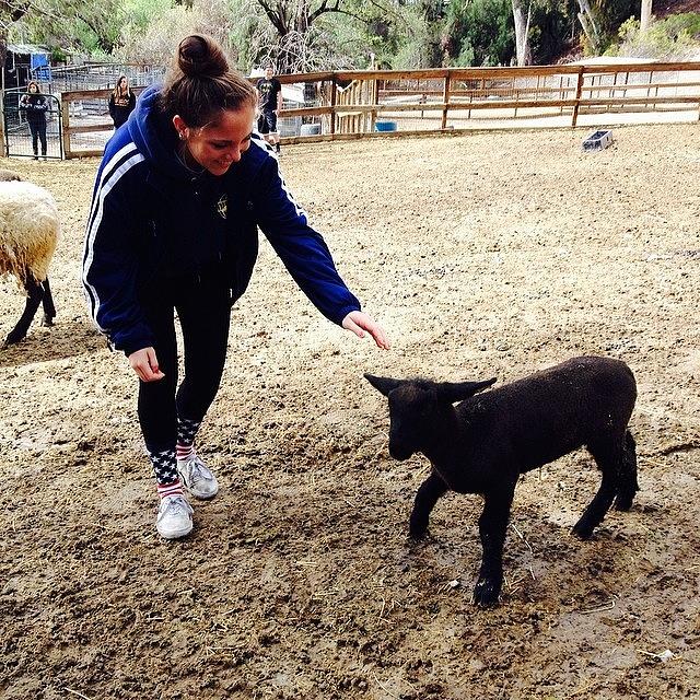 Lamb Photograph - When Gaby Gets To Pet A Lamb At by Amber Theriault