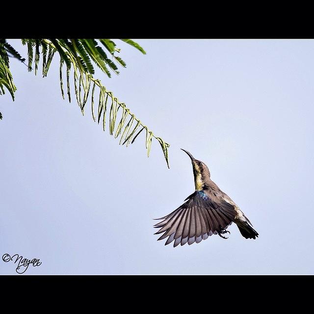 Bird Photograph - When He Arrived

you Arrived At by Nayan Hazra
