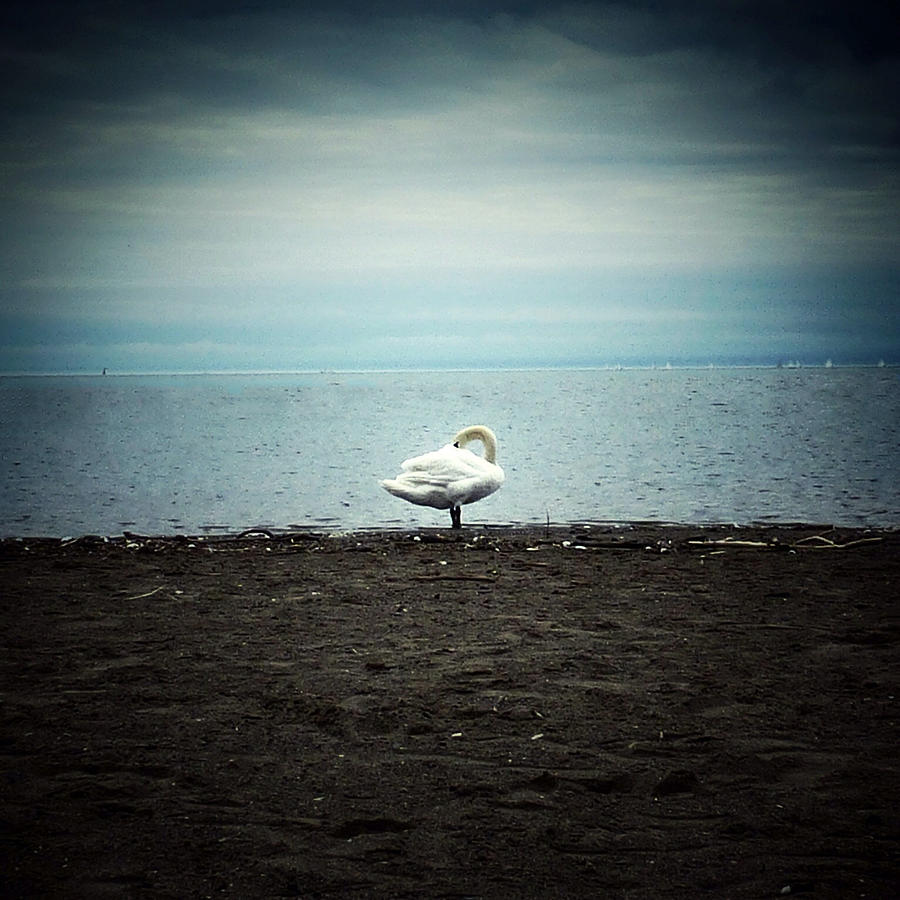 Swan Photograph - When I am alone I can become invisible... by Natasha Marco