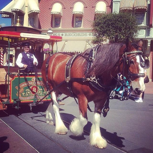Horse Photograph - When In The Magic Kingdom 🐎 #wdw by Ashley Shine