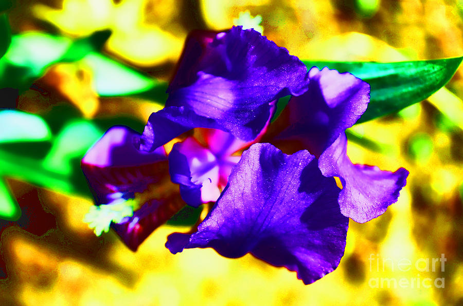 Iris Photograph - When Iris Eyes Are Smiling by Luther Fine Art