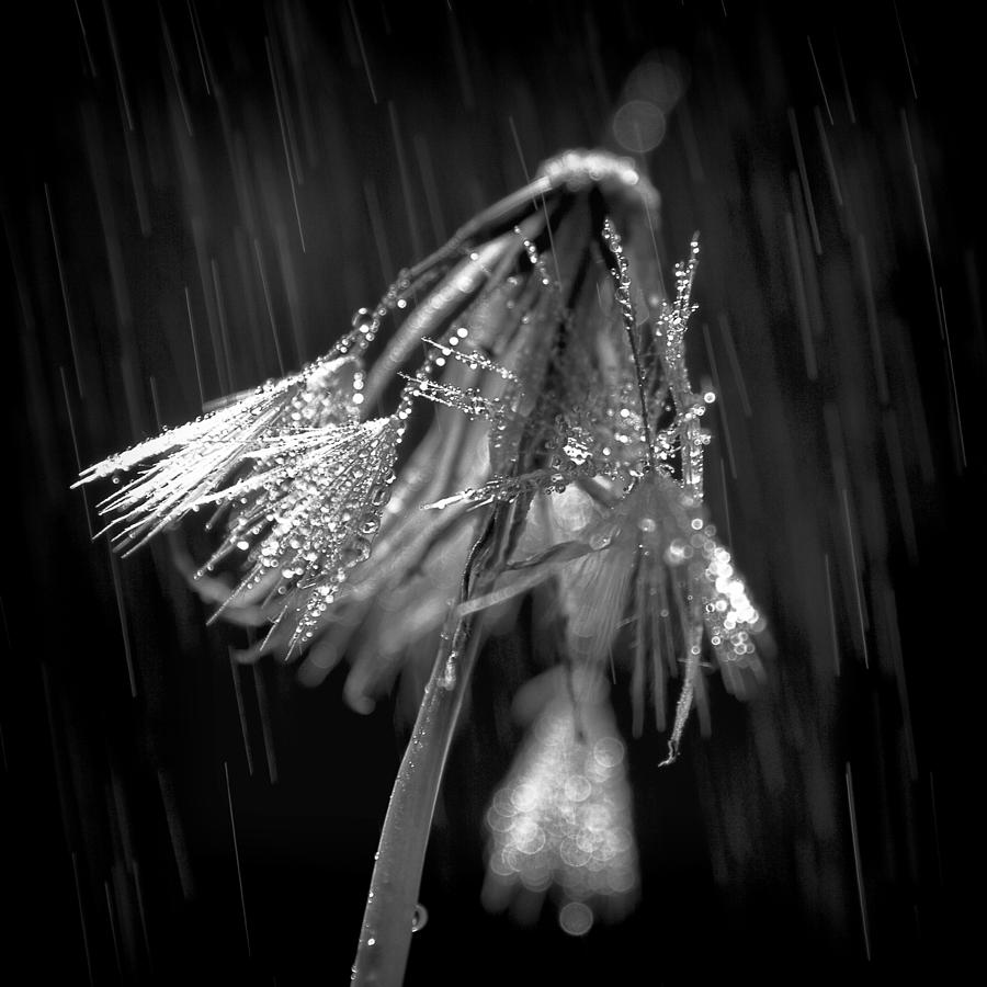 When It Rains It Pours Photograph by Peggy Collins