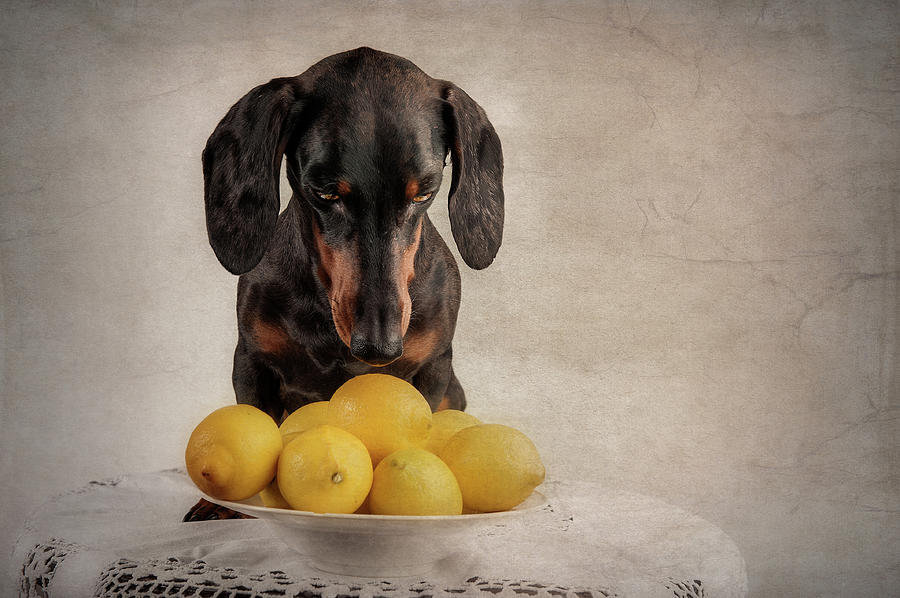 Dog Photograph - When Life Gives You Lemons... by Heike Willers