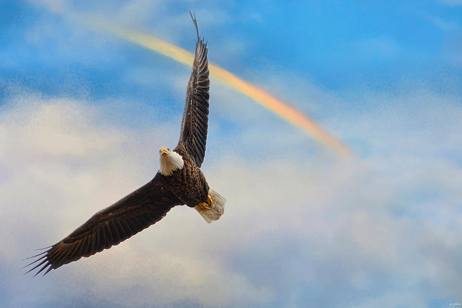 When My Wings Touch The Rainbow Photograph by Jai Johnson