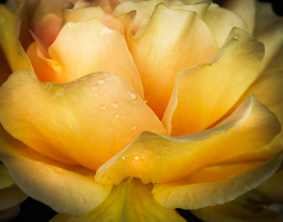 Rose Photograph - Inner Beauty by Karen Wiles