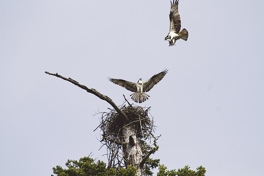 When Ospreys Attack Photograph by Peggy Collins