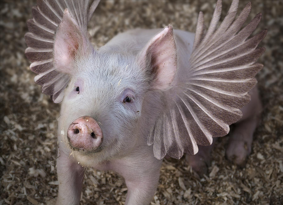 When Pigs Fly Digital Art by Rick Mosher