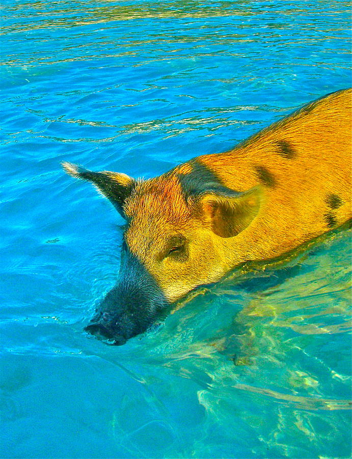 When Pigs Swim Photograph by Kim Pippinger