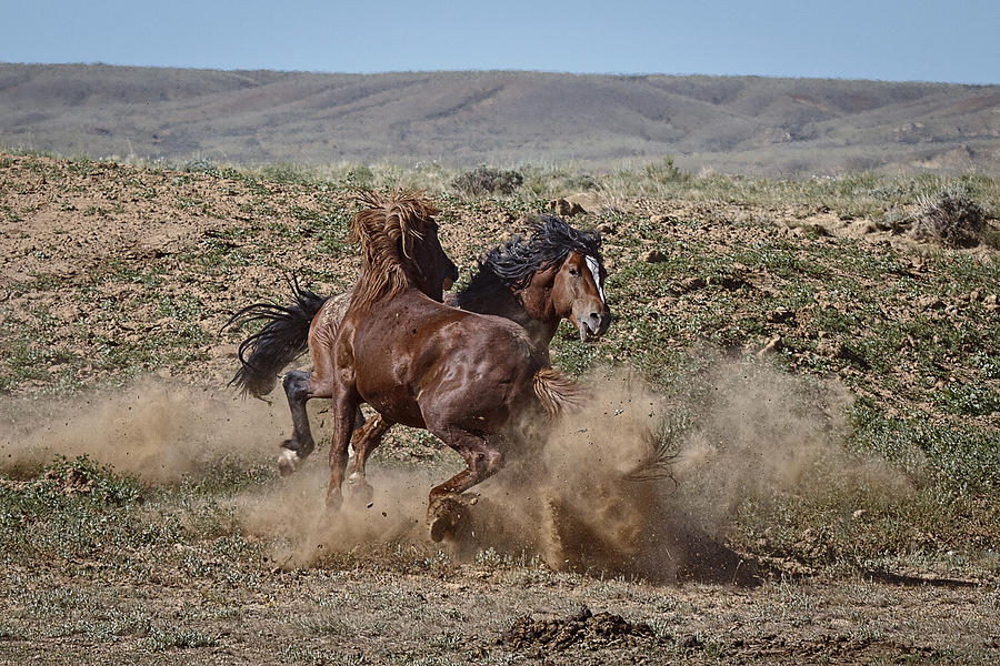 When Stallions Collide Photograph by Wes and Dotty Weber