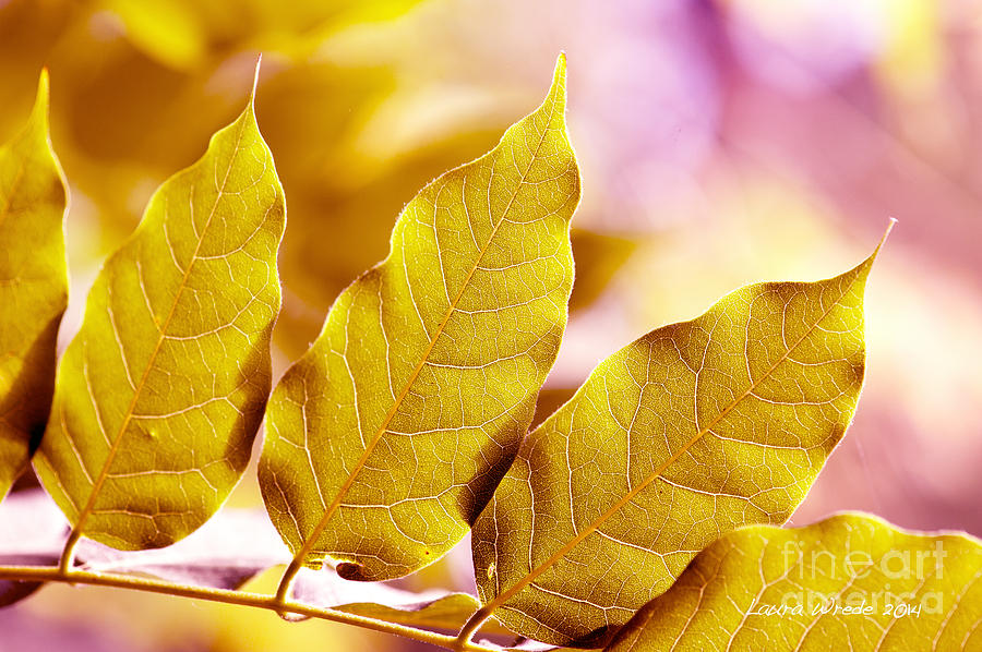 When the Leaves Turn Gold Photograph by Artist and Photographer Laura Wrede