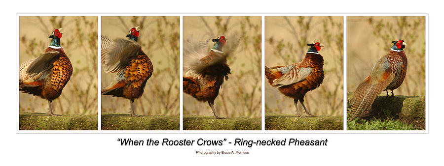 Pheasant Photograph - When the Rooster Crows by Bruce Morrison