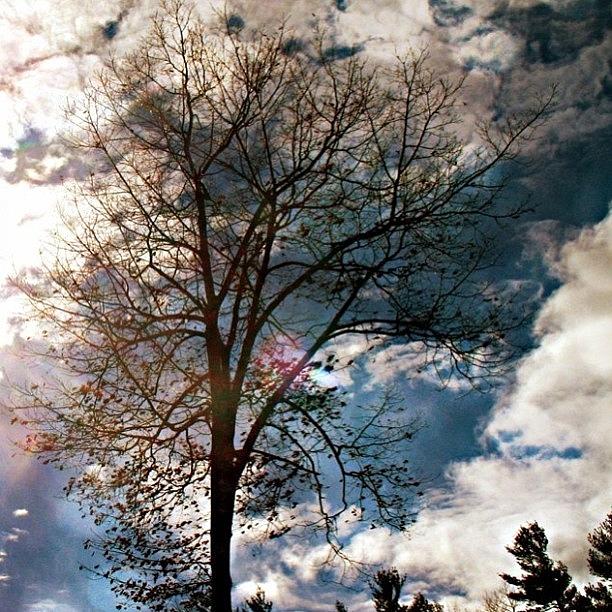 Tree Photograph - When The Sun Shines On The Red Oak Tree by Katie Phillips