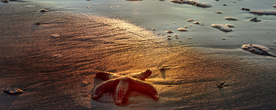 Summer Photograph - When You Wish Upon A Star by Evie Carrier